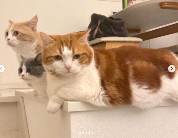仲良くごはんを待つコスケくん、コマちゃん、ココタくん
