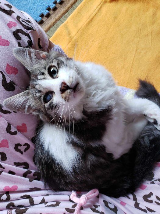 飼い主を見上げる子猫