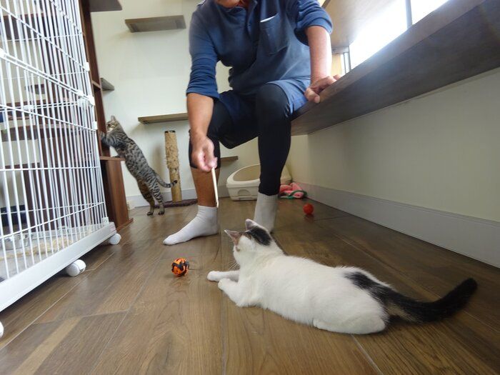 写真提供/おおいた動物愛護センター