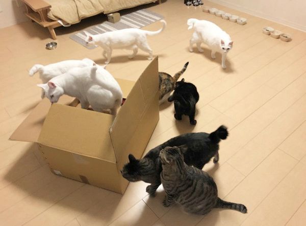 15匹の猫