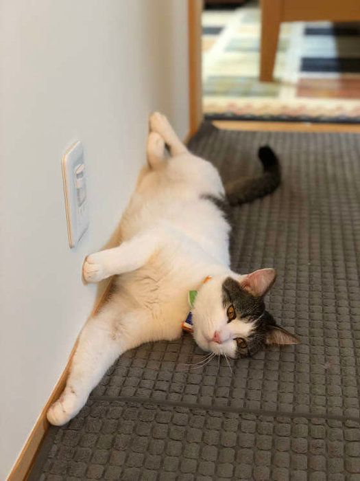 猫の誉くん