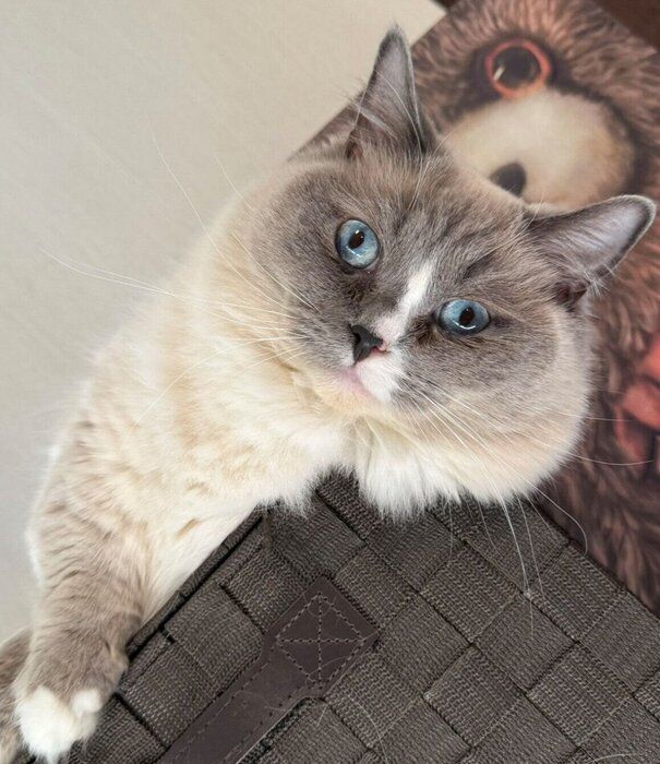 見つめるココくん