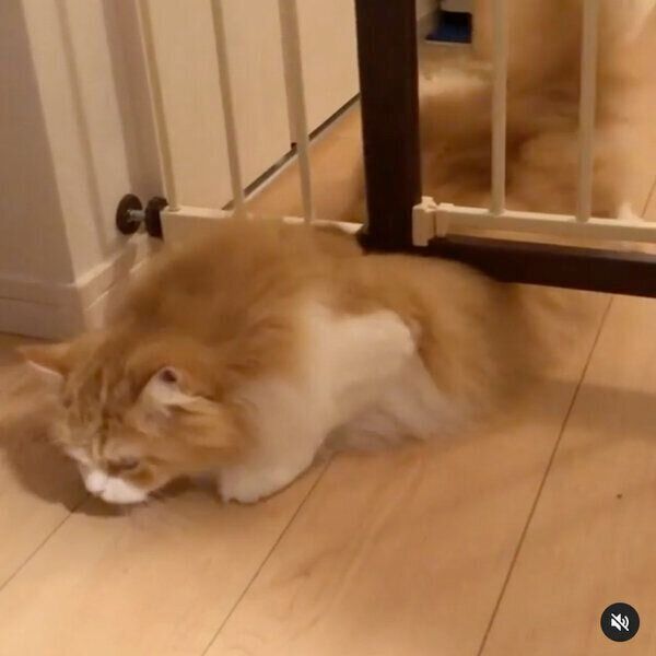 わずかな隙間を通り抜けるアランくん