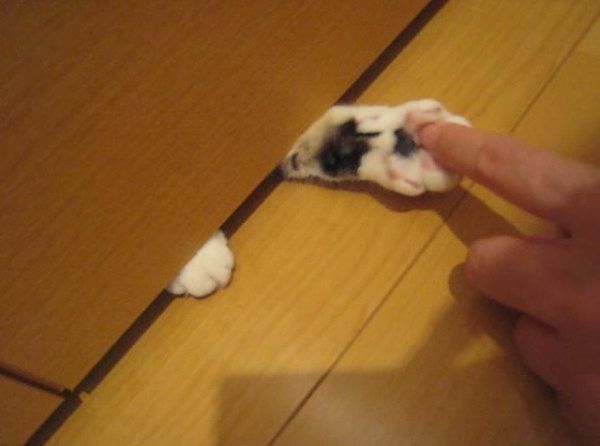 猫の肉球