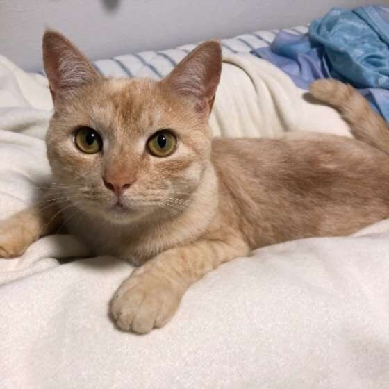 くつろぐ猫