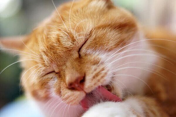 手を舐める猫