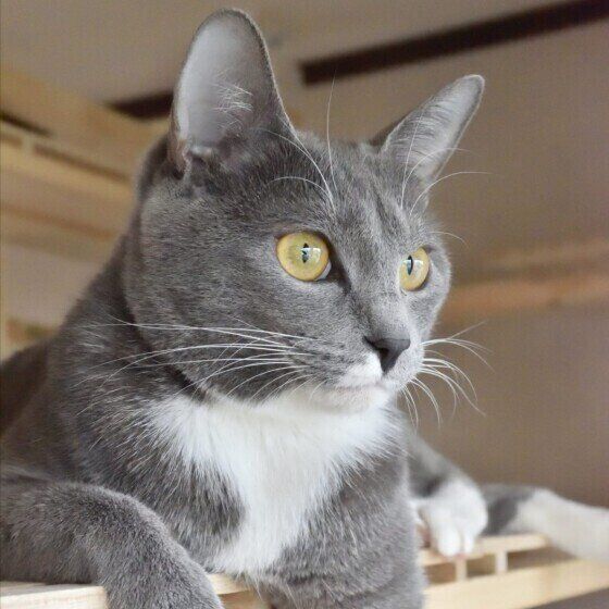 くつろぐ猫