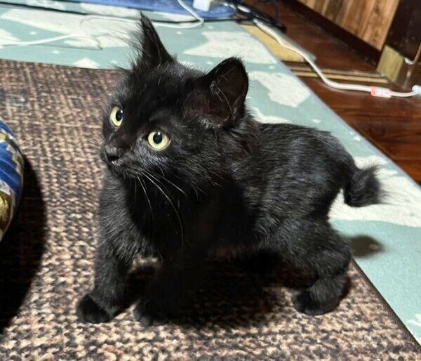 子猫時代、あどけなかったココくん