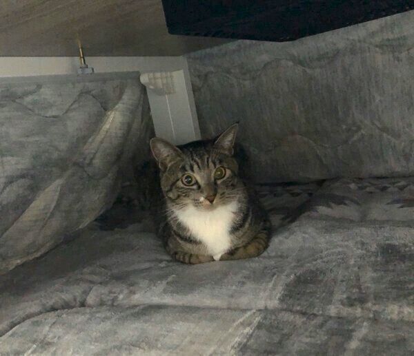 コタツが気に入ったまるきちくん