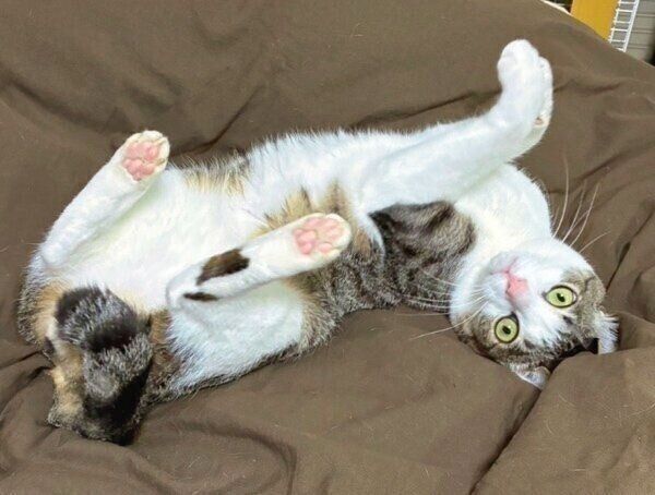 ヘソ天ポーズで気持ち良さそうな琥珀くん