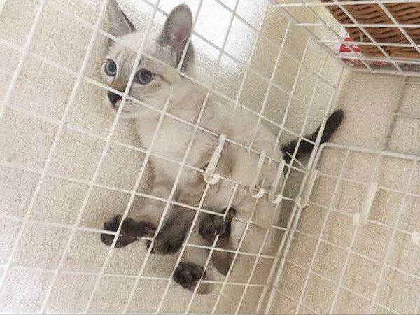 隙間ニャンコ