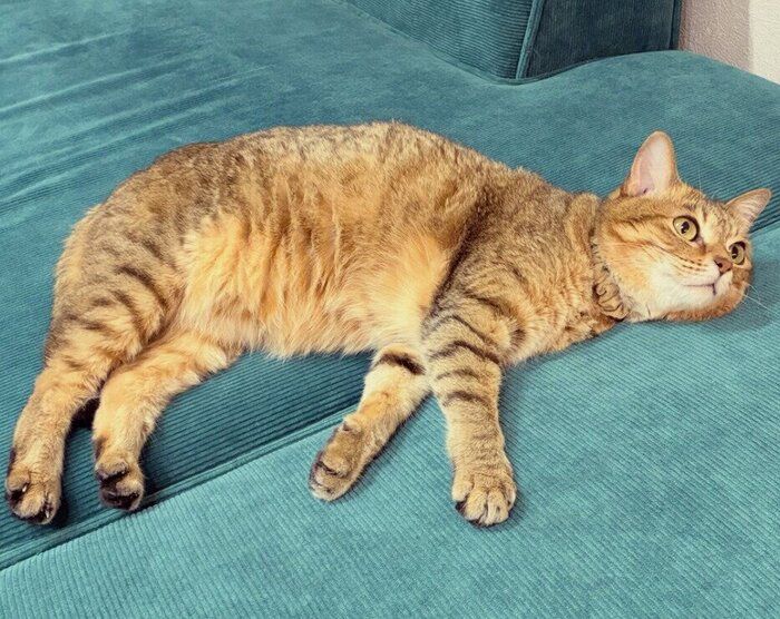 くつろいでいる猫
