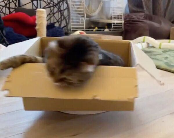 お掃除ロボットの上に乗るティノくん