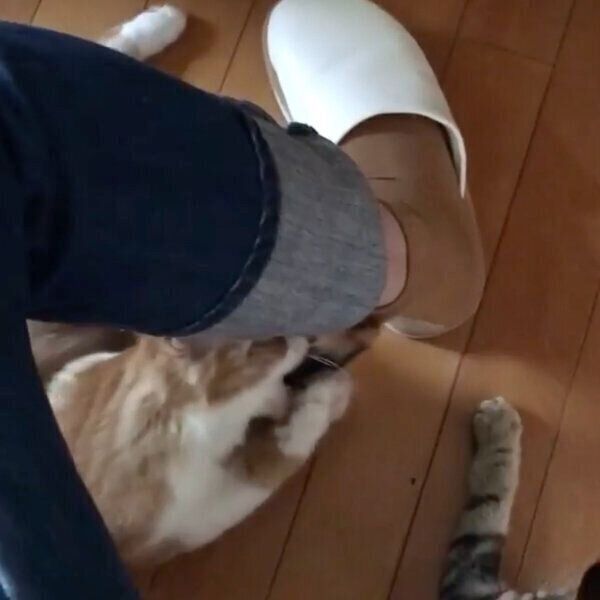 飼い主さんの靴下に付いたしっぽを狙う猫たち