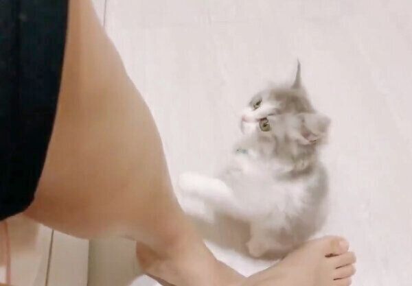 ベッドに登りたいテミーちゃん