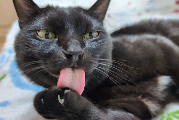 「べろ~ん」なロコくん