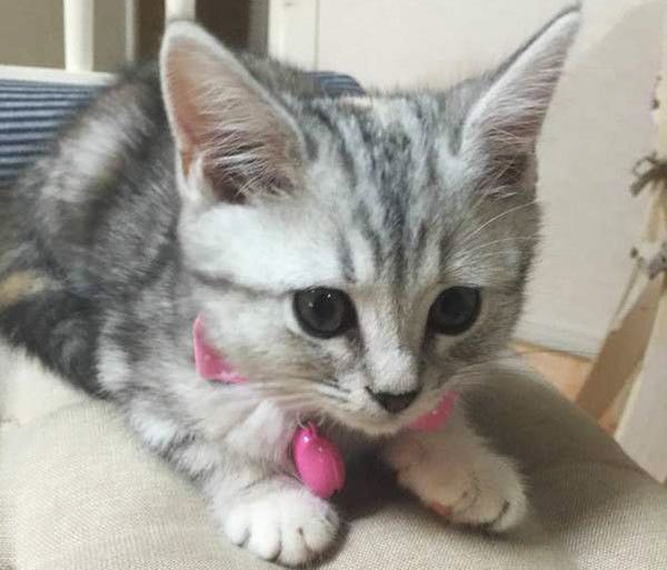 見つめる猫