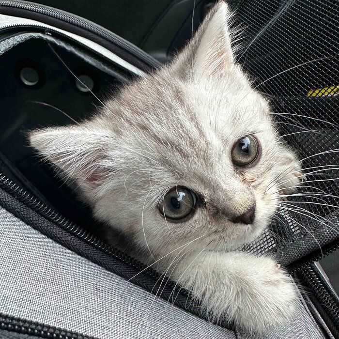 お迎え当時のしらすおろしくん