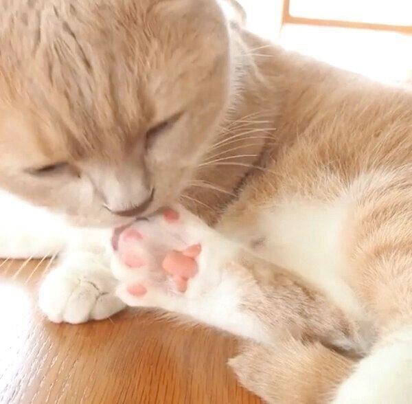 肉球を舐めるネネちゃん