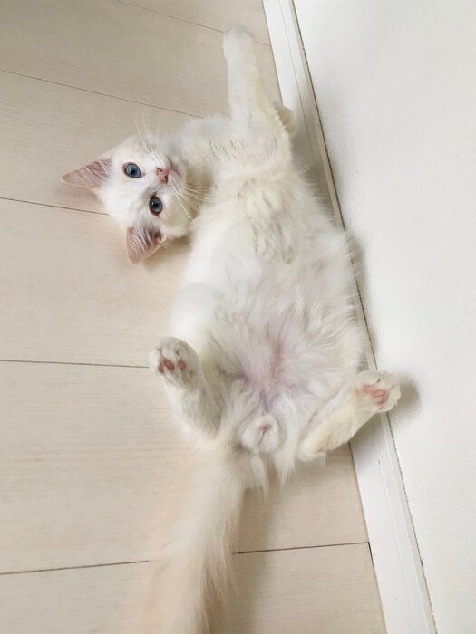 おなかを見せてくつろぐ生後3カ月のラグドール