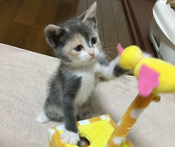 遊ぶ猫