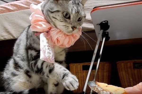 偽物の鮭に翻弄される猫