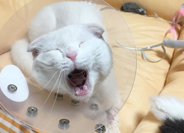 あくびする猫