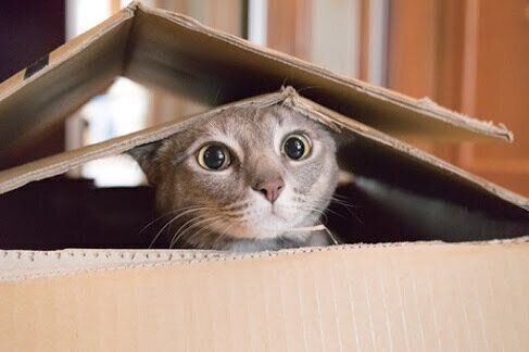 箱から顔を出す猫
