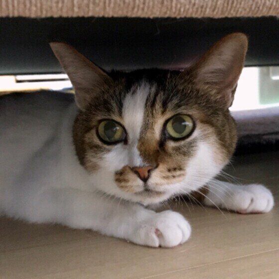 ソファの下に隠れるひめちゃん