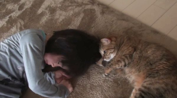 遊ぶ猫