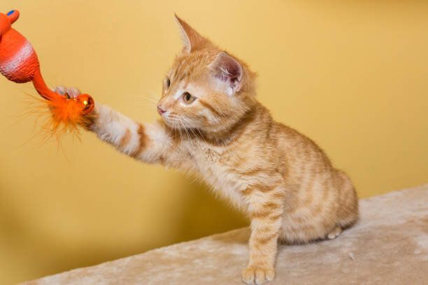 おもちゃで遊ぶ猫