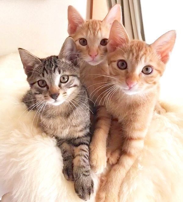 ふうくんと兄弟猫