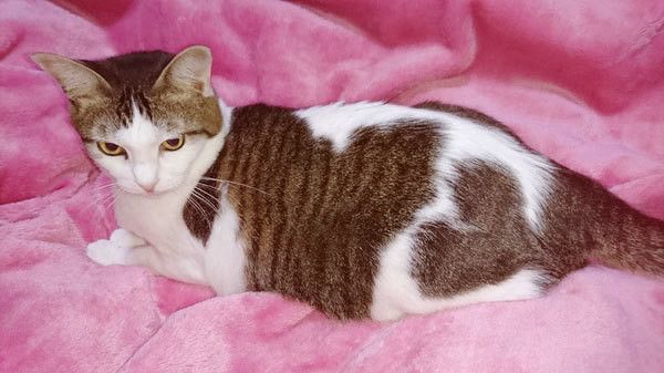 見つめる猫