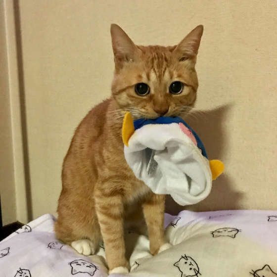 遊んでほしそうなちょこやくん
