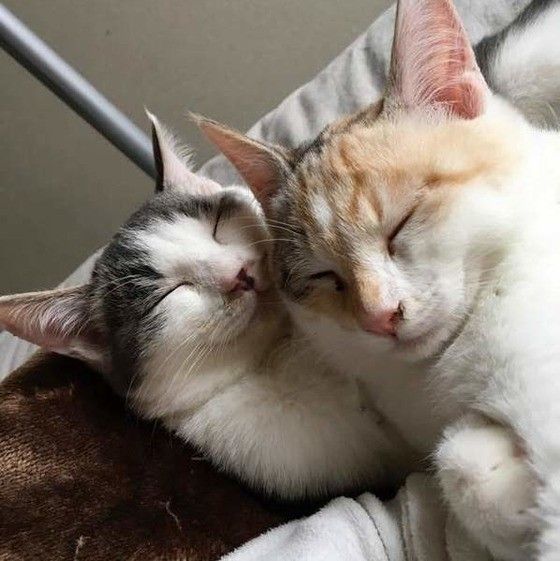 寄り添う猫