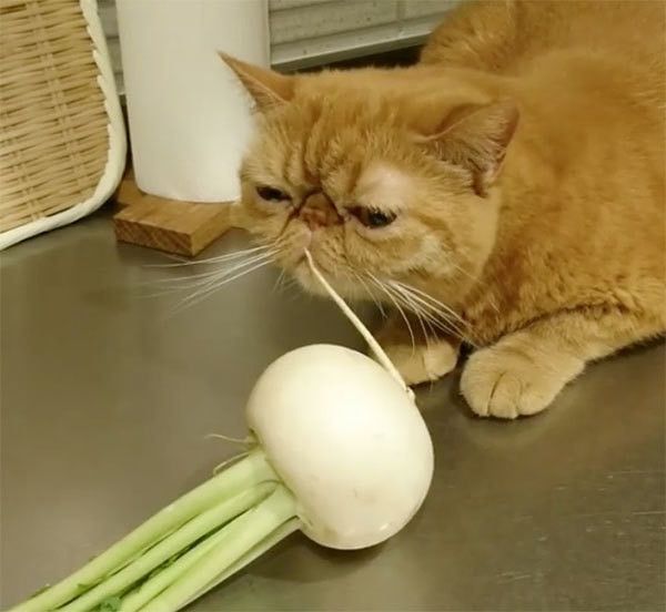 カブを見るエキゾチックショートヘア