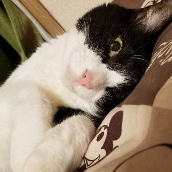 寝転がる猫