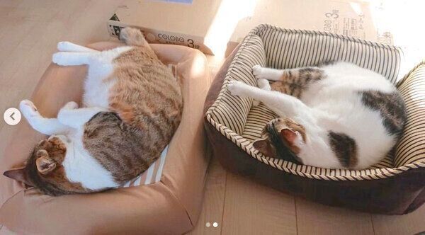 眠る茶とらんくんとあずきちゃん
