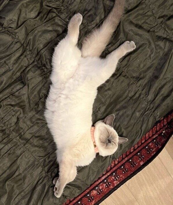 大胆ポーズでゴロンと寝転がるクロエちゃん