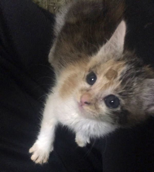 おでこにカリカリをつけたまま甘えてくるキナコちゃん