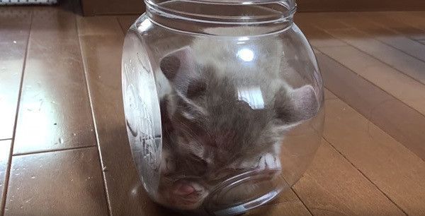 瓶の中の猫