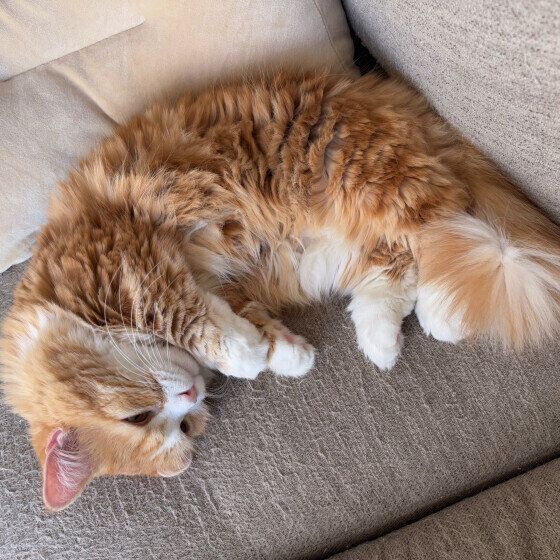 ソファの上で丸まる猫