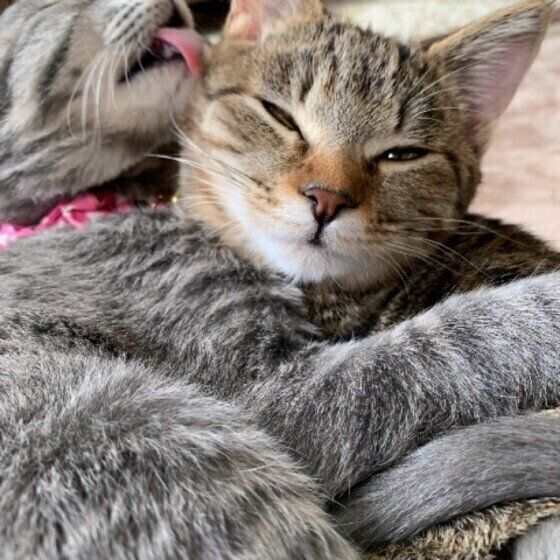 眠そうな猫