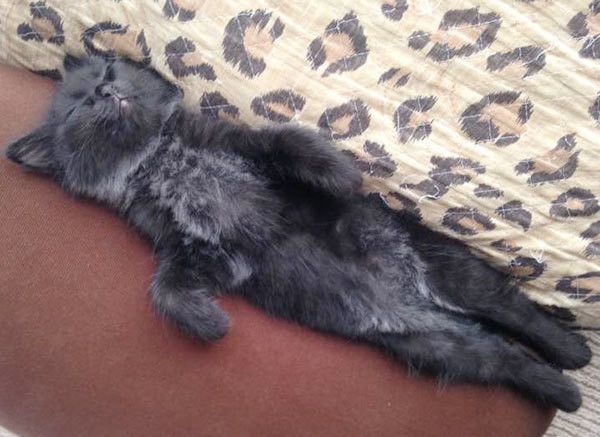 眠る猫