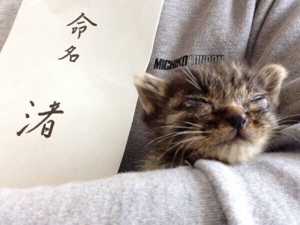 名前は「渚」ちゃんに決まり