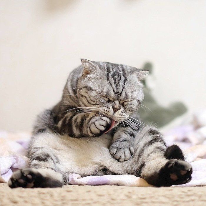 @tacos_cat
