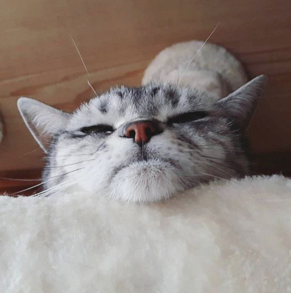 変顔する猫