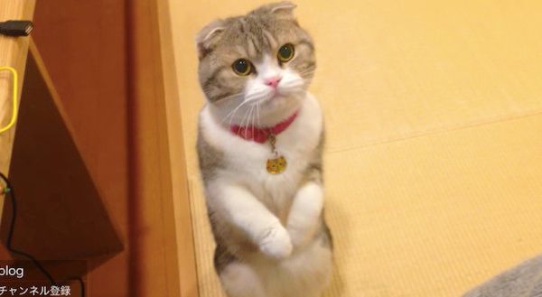 見つめる猫