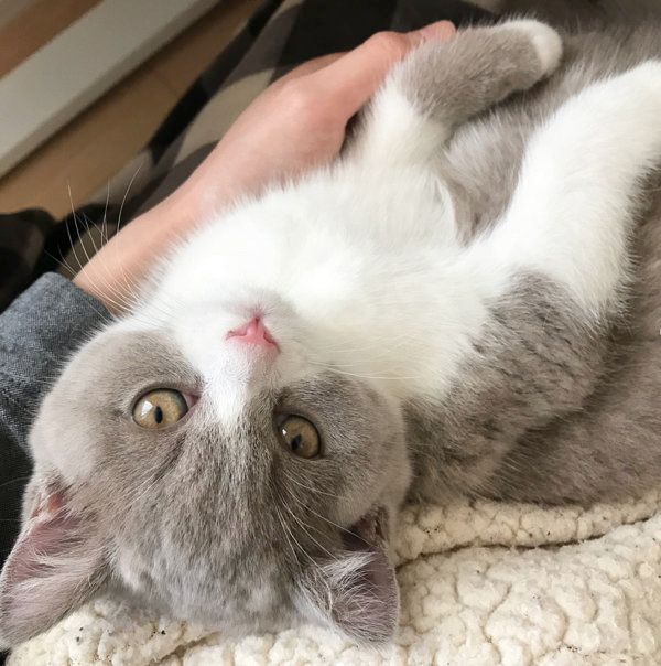 チロルちゃん