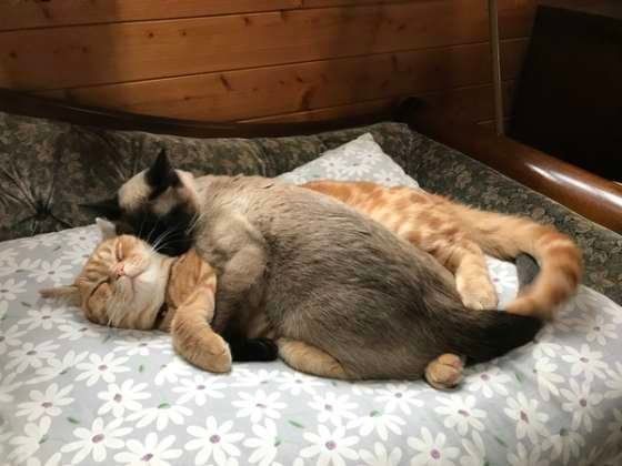 だいしゅき♡